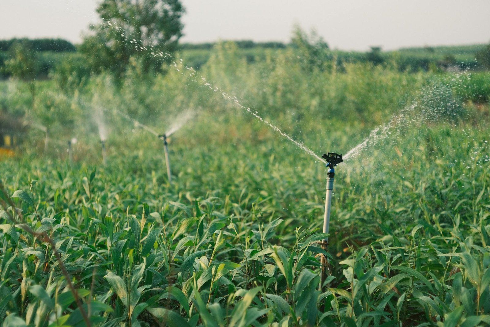 Backflow News - Irrigation Backflow Failure